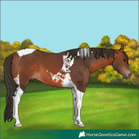Horse Color:Bay Tobiano 