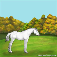 Horse Color:Liver Chestnut Frame 