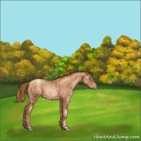 Horse Color:Gold Champagne Pearl Rabicano  and Gray Gold Champagne Pearl Rabicano 