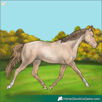 Horse Color:Gold Champagne Pearl Rabicano  and Gold Champagne Pearl Rabicano 