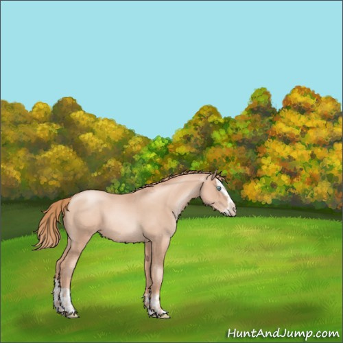 Horse Color:Gold Champagne Pearl Rabicano and Gold Champagne Pearl Splash Rabicano