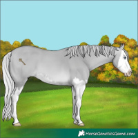 Horse Color:Silver Bay Chinchilla Dun Splash 