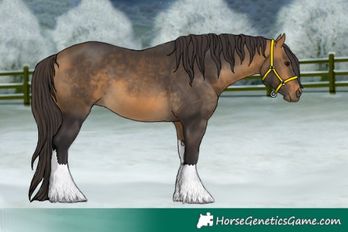 Horse Color:Buckskin Tobiano 