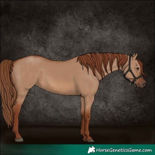 Horse Color:Red Dun