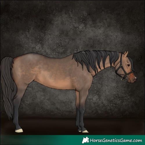 Horse Color:Bay Dun 