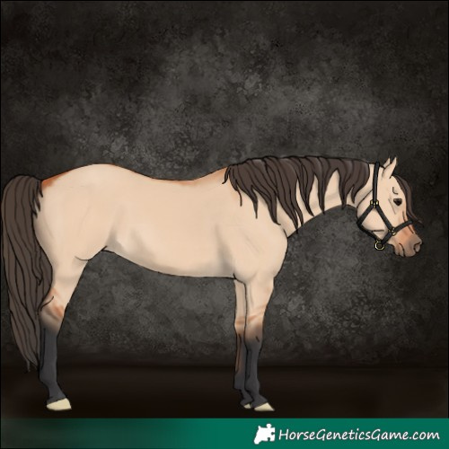 Horse Color:Bay Dun 