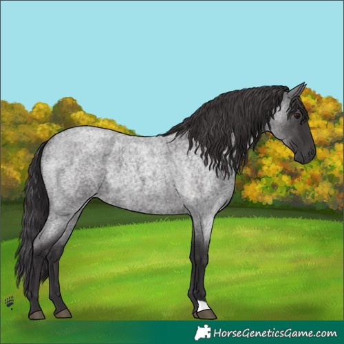 Horse Color:Smoky Blue Roan 