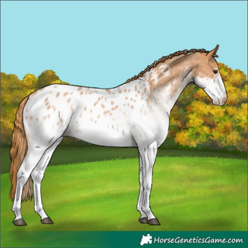 Horse Color:White Spotted Red Roan Appaloosa 