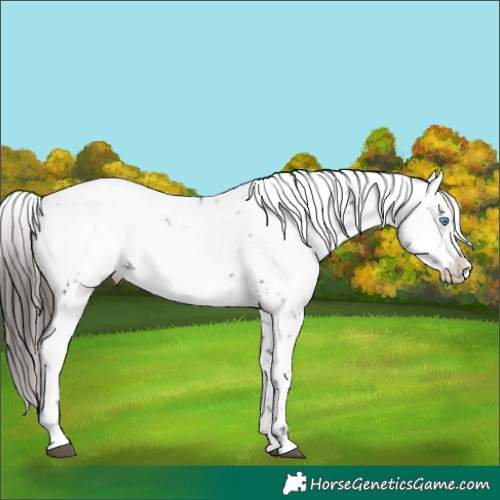 Horse Color:Liver Chestnut Frame 