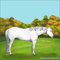 Horse Color:Black Frame 