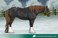 Horse Color:Liver Chestnut Tobiano Frame 