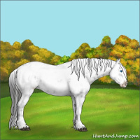 Horse Color:Liver Chestnut Frame 
