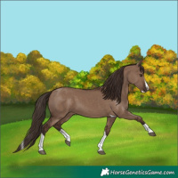 Horse Color:Liver Red Dun Splash Tobiano 