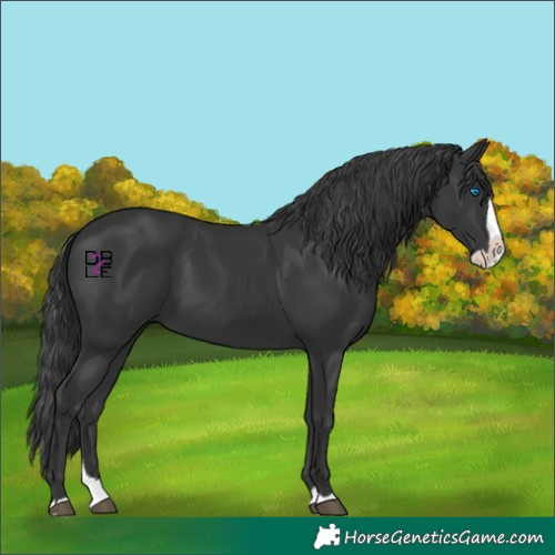 Horse Color:Black Splash