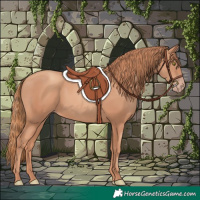 Horse Color:Gold Champagne 