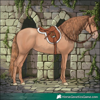 Horse Color:Gold Champagne 