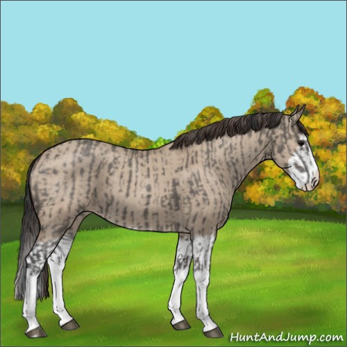 Horse Color:Grullo Sabino Splash  and Classic Champagne Dun Sabino Splash 