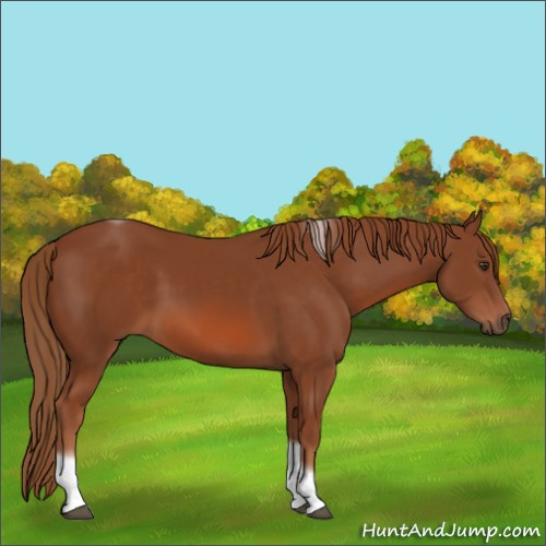 Horse Color:Unknown 