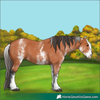 Horse Color:White Spotted Bay 