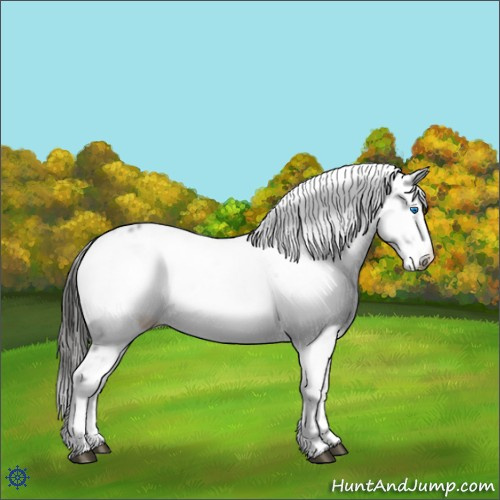 Horse Color:Liver Chestnut Frame 