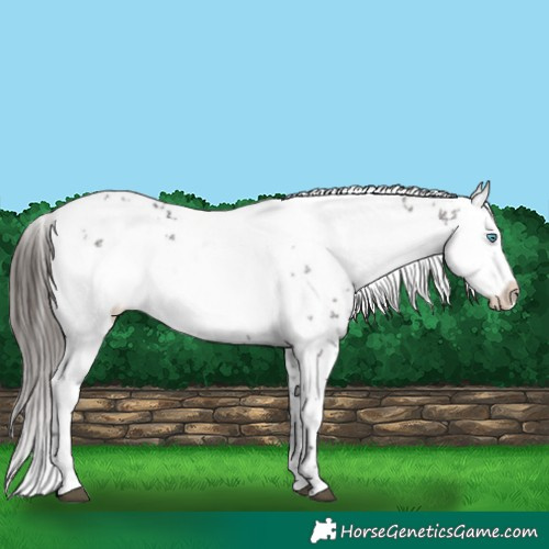 Horse Color:Liver Chestnut Frame 