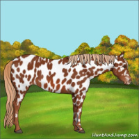 Horse Color:Chestnut Near Leopard 