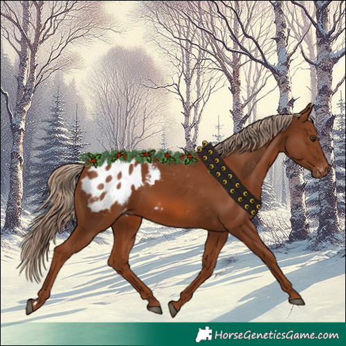 Horse Color:Chestnut Appaloosa 