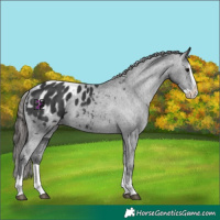 Horse Color:Black Splash Blanket