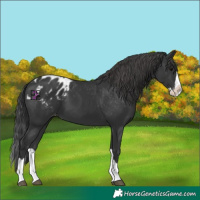 Horse Color:Black Splash Appaloosa 