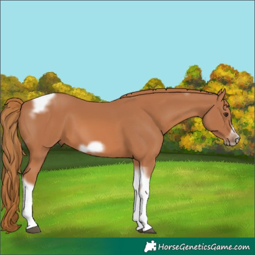 Horse Color:Unknown 
