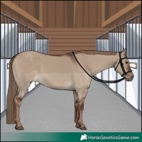 Horse Color:Liver Red Dun Rabicano 