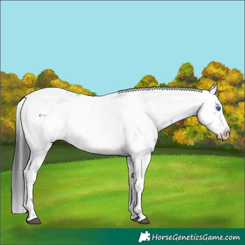 Horse Color:Liver Chestnut Frame 