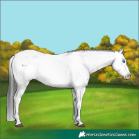 Horse Color:Liver Chestnut Frame 