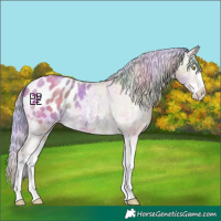 Horse Color:Nacre Gold Champagne Sabino Splash Appaloosa