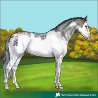 Horse Color:Nacre Bay Sabino Splash Frame Appaloosa
