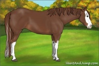 Horse Color:Chestnut Splash 