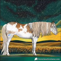 Horse Color:White Spotted Chocolate Palomino Splash 