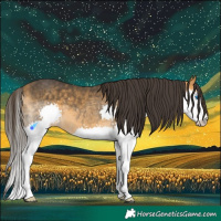Horse Color:Buckskin Splash 