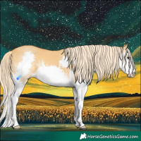Horse Color:White Spotted Palomino Dun Splash