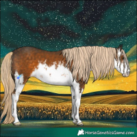 Horse Color:White Spotted Chocolate Palomino 