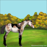 Horse Color:Void Plaid  Bay Ice Onyx Sabino Tobiano Appaloosa 