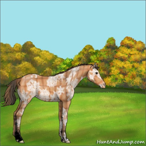 Horse Color:Void Plaid  Bay Ice Sabino Varnish 