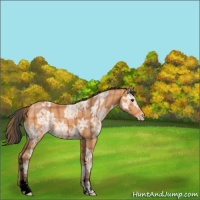 Horse Color:Void Plaid  Bay Ice Sabino Appaloosa 