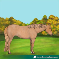 Horse Color:Red Roan 