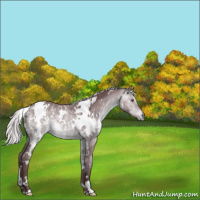 Horse Color:White Spotted Chocolate Silver Bay Chinchilla 