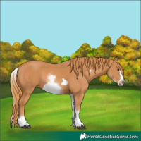 Horse Color:White Spotted Chestnut Frame 