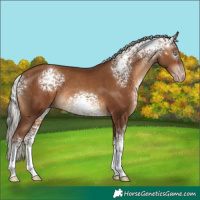 Horse Color:Gray White Spotted Silver Sable Champagne Tobiano 