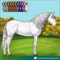 Horse Color:Silver Buckskin Dun Mushroom Sabino 
