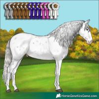 Horse Color:Silver Buckskin Dun Mushroom Sabino 