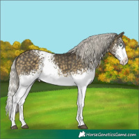 Horse Color:White Spotted Silver Buckskin Dun Mushroom Splash